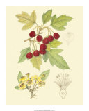 Berries and Blossoms III