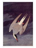 An Artic Tern  1833