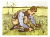 Cutting Grass with Sickle  1881