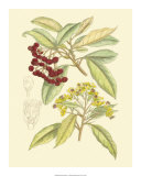 Berries and Blossoms I