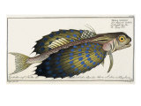 Flying Gurnard  1797