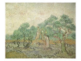 The Olive Orchard  1889