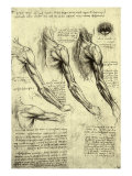 Studies of Human Arm