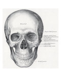 Human Skull  1858