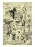 Human Anatomy