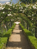 Arches of Roses  Mottisfont Abbey Garden  Hampshire  England  United Kingdom  Europe