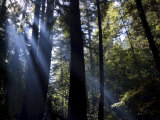 Redwood Forest  Ventana  Big Sur  California  United States of America  North America