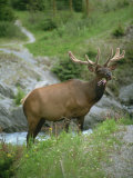 Elk  Canada  North America
