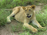 Young Lion  South Africa  Africa