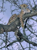 Leopard  Sabi Sands Reserve  South Africa  Africa