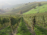 Vineyards Near Serralunga D'Alba  Piedmont  Italy  Europe