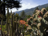 Garden at Big Sur Bakery  Big Sur  California  United States of America  North America