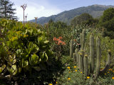 Garden at Big Sur Bakery  Big Sur  California  United States of America  North America