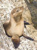 Baby Harbor Seal  Child's Beach  La Jolla  Near San Diego  California  USA
