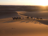 Dromedaries Taking Tourists on a Sunset Ride  Merzouga  Morocco  Sahara Desert