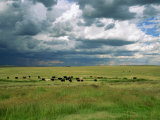 Cattle Ranching  N3 Highway  South Africa  Africa