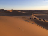 Dromedaries Taking Tourists on a Sunset Ride  Merzouga  Morocco  North Africa  Africa
