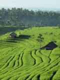 Landscape of Lush Green Rice Terraces on Bali  Indonesia  Southeast Asia