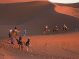 Dromedaries Taking Tourists on a Sunset Ride  Merzouga  Morocco  North Africa  Africa