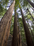 Redwood Forest  Ventana  Big Sur  California  United States of America  North America