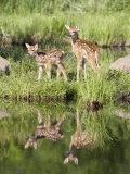Two Whitetail Deer Fawns with Reflection  in Captivity  Sandstone  Minnesota  USA