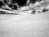 Infrared Images of Two Trees in Field of Oil Seed Rape  Near Pienza  Tuscany  Italy  Europe