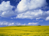 Rape Field and Blue Sky with White Clouds