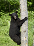 Black Bear Climbing a Tree  in Captivity  Sandstone  Minnesota  USA