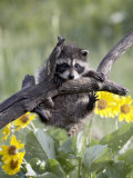 Captive Baby Raccoon  Animals of Montana  Bozeman  Montana  USA