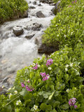 Stream Through Marsh Marigold or Elk's Lip and Parry's Primrose  American Basin  Colorado  USA