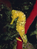Sea Horse  Belize  Central America
