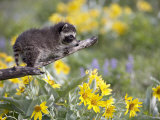 Baby Raccoon in Captivity  Animals of Montana  Bozeman  Montana  USA