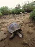 Tortoise  Galapagos Islands  Ecuador  South America