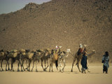 Tuareg People Leading Camel Train across Desert  Algeria  North Africa  Africa
