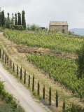 Typical View of the Tuscan Landscape  Le Crete  Tuscany  Italy  Europe