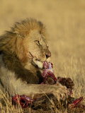 Male Lion Eating a Blue Wildebeest  Masai Mara National Reserve  Kenya  East Africa