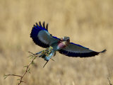 Lilac-Breasted Roller Landing with a Grasshopper in its Beak  Masai Mara National Reserve  Kenya