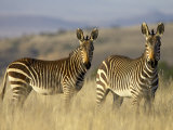 Cape Mountain Zebra  Mountain Zebra National Park  South Africa  Africa