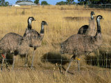 Emus at an Emu Farm Near Rutherglen in the Northeast of the State  Victoria  Australia  Pacific