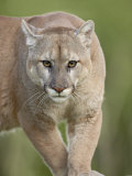 Mountain Lion or Cougar  in Captivity  Sandstone  Minnesota  USA