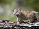 Baby Siberian Lynx or Eurasian Lynx in Captivity  Animals of Montana  Bozeman  Montana  USA
