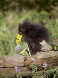 Baby Porcupine in Captivity  Animals of Montana  Bozeman  Montana  USA