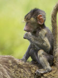 Olive Baboon Infant Riding on its Mother's Back  Serengeti National Park  Tanzania  East Africa
