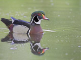 Male Wood Duck Swimming  Belmar Historic Park  Lakewood  Colorado  USA