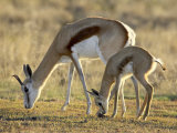 Mother and Young Springbok  Mountain Zebra National Park  South Africa