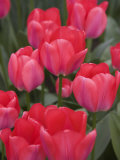 Red Tulips  Keukenhof  Park and Gardens Near Amsterdam  Netherlands  Europe