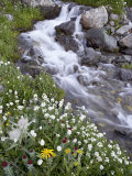 Stream Through Wildflowers  American Basin  Uncompahgre National Forest  Colorado  USA