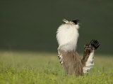 Male Kori Bustard Displaying  Ngorongoro Crater  Ngorongoro Conservation Area  Tanzania  Africa
