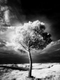Infra Red Image of a Tree Against Dark Evening Sky  Near Pienza  Tuscany  Italy  Europe