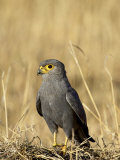 Grey Kestrel  Masai Mara National Reserve  Kenya  East Africa  Africa